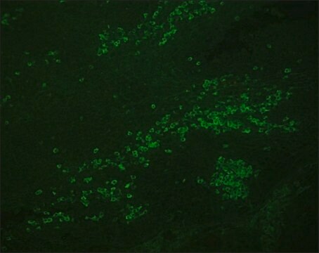 Anti-Avidin–FITC antibody, Mouse monoclonal clone WC19.10, purified from hybridoma cell culture