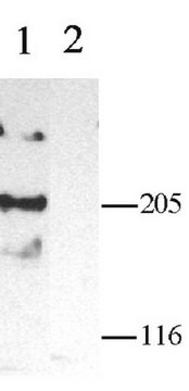 Anti-Calcium Channel Antibody, Voltage Gated &#945; 1C Chemicon&#174;, from rabbit