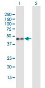 Anti-GAP43 antibody produced in mouse purified immunoglobulin, buffered aqueous solution