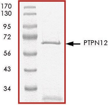 PTPN12 (1-355), active, GST tagged human recombinant, expressed in E. coli, &#8805;70% (SDS-PAGE), buffered aqueous glycerol solution