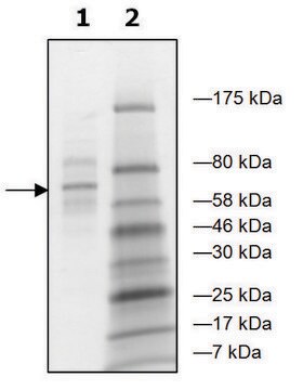 AEBP2 human recombinant, expressed in baculovirus infected Sf9 cells, &#8805;48% (SDS-PAGE)