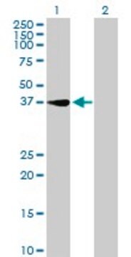 Anti-RNF41 antibody produced in mouse purified immunoglobulin, buffered aqueous solution