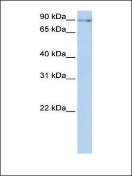 Anti-NUFIP2 antibody produced in rabbit affinity isolated antibody