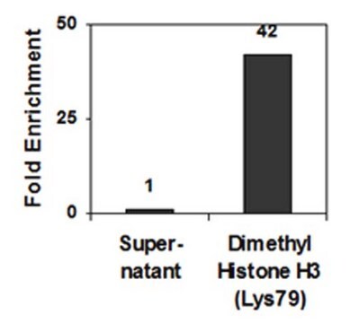 Anti-dimethyl-Histone H3 (Lys79) Antibody, clone NL59, rabbit monoclonal culture supernatant, clone NL59, Upstate&#174;