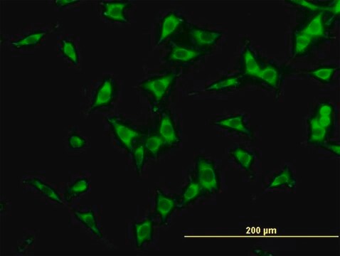 Monoclonal Anti-NCOA4 antibody produced in mouse clone 1B7, purified immunoglobulin, buffered aqueous solution