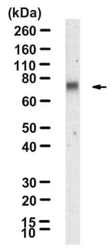 Anti-BMAL1/ARNTL Antibody, clone 1J12 ZooMAb&#174; Rabbit Monoclonal recombinant, expressed in HEK 293 cells