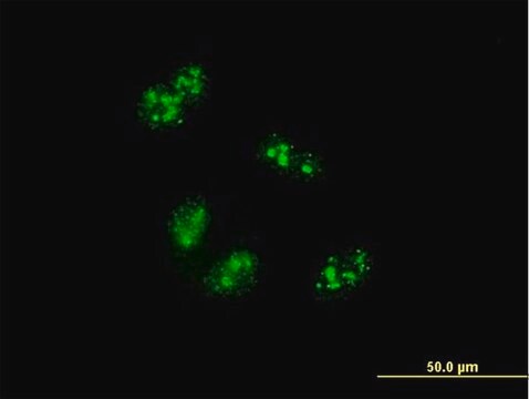 Monoclonal Anti-TCOF1 antibody produced in mouse clone 8H3, purified immunoglobulin, buffered aqueous solution