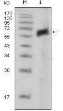 Monoclonal Anti-AXL antibody produced in mouse clone 7E10, ascites fluid