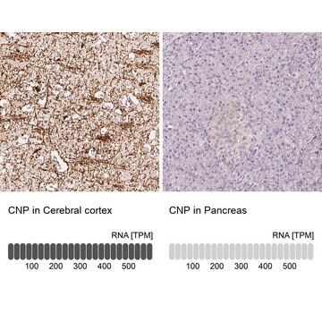 Anti-CNP antibody produced in rabbit Prestige Antibodies&#174; Powered by Atlas Antibodies, affinity isolated antibody, buffered aqueous glycerol solution, Ab3