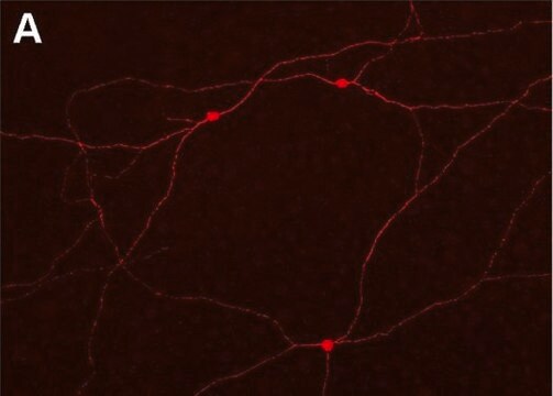 Anti-Connexin 45 Antibody, near CT, cytoplasmic, clone 5B9.2 clone 5B9.2, Chemicon&#174;, from mouse