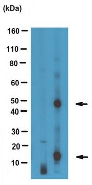 Anti-phospho-Neurogranin (Ser36)/Neuromodulin (Ser41) Antibody serum, from rabbit