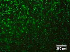 TissueFab&#174; bioink&nbsp; Alg(Gel)ma -Vis/525 nm