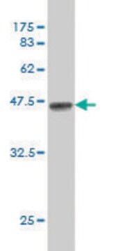 Monoclonal Anti-HS3ST2 antibody produced in mouse clone 5D5, purified immunoglobulin, buffered aqueous solution