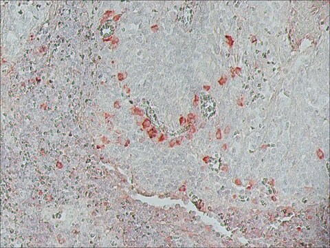 Monoclonal Anti-Biotin&#8722;Peroxidase antibody produced in mouse clone BN-34, purified immunoglobulin