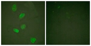 Anti-HDAC3 antibody produced in rabbit affinity isolated antibody