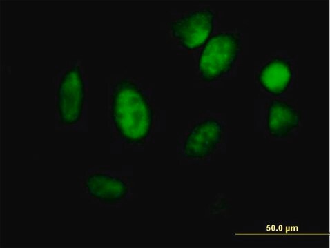 Anti-ID1 antibody produced in mouse purified immunoglobulin, buffered aqueous solution