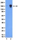 Anti-phospho-EGFR (Tyr1069) Antibody from rabbit, purified by affinity chromatography