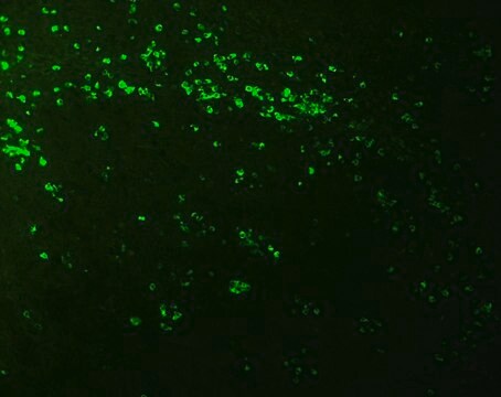 Anti-Biotin–FITC antibody, Mouse monoclonal clone BN-34, purified from hybridoma cell culture