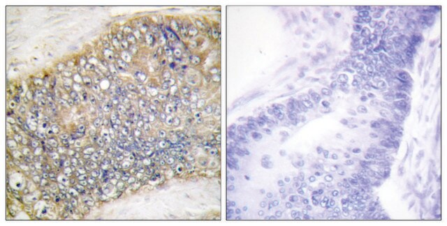 Anti-TALL-2 antibody produced in rabbit affinity isolated antibody