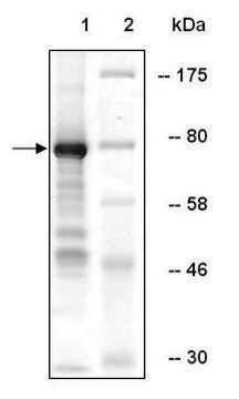 A20 human recombinant, expressed in baculovirus infected Sf9 cells, &#8805;20% (SDS-PAGE)