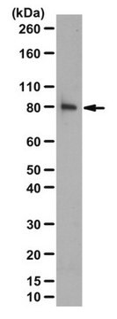 Anti-Beta Pix, SH3 Domain Antibody from rabbit, purified by affinity chromatography