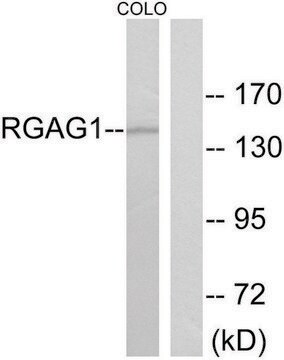Anti-RGAG1 antibody produced in rabbit affinity isolated antibody