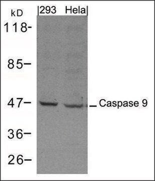 Anti-Caspase 9 antibody produced in rabbit affinity isolated antibody