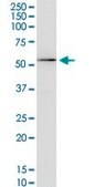Monoclonal Anti-KCNA3 antibody produced in mouse clone 1D8, purified immunoglobulin, buffered aqueous solution