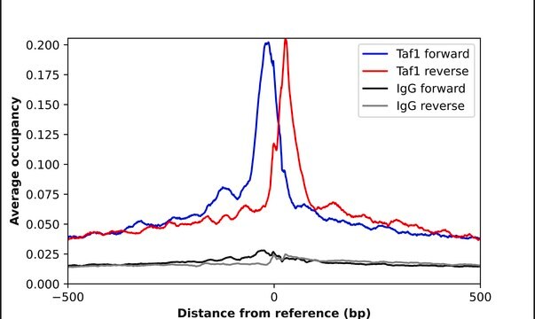 Anti-TAF1 antibody produced in rabbit Prestige Antibodies&#174; Powered by Atlas Antibodies, affinity isolated antibody, buffered aqueous glycerol solution