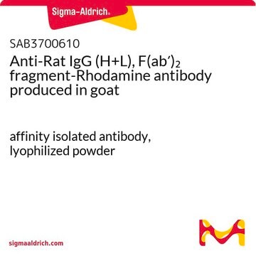 Anti-Rat IgG (H+L), F(ab&#8242;)2 fragment-Rhodamine antibody produced in goat affinity isolated antibody, lyophilized powder