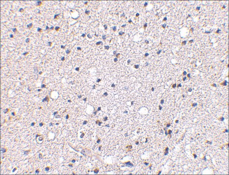 Anti-Grik4 (ab1) antibody produced in rabbit affinity isolated antibody, buffered aqueous solution