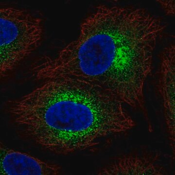 Anti-COL4A6 antibody produced in rabbit Prestige Antibodies&#174; Powered by Atlas Antibodies, affinity isolated antibody