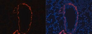 Anti-alpha smooth muscle actin antibody produced in rabbit