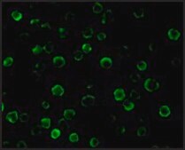 Anti-FLASH antibody produced in rabbit affinity isolated antibody, buffered aqueous solution