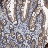 Anti-ORAI1 antibody produced in rabbit Prestige Antibodies&#174; Powered by Atlas Antibodies, affinity isolated antibody, buffered aqueous glycerol solution