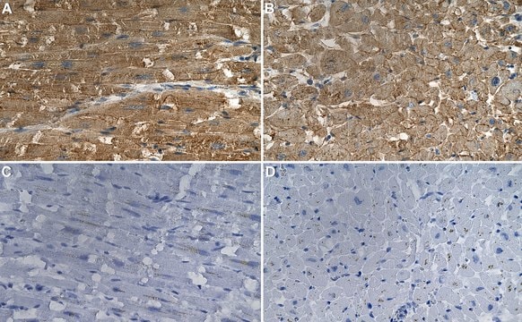 Anti-SPNS2 Antibody, clone 1F4 ZooMAb&#174; Rabbit Monoclonal recombinant, expressed in HEK 293 cells