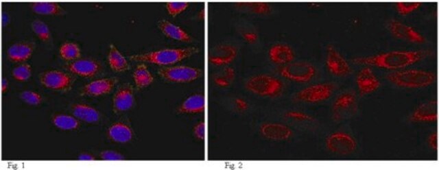 Anti-Girdin Antibody, CT, clone 10E6.1 clone 10E6.1, from mouse