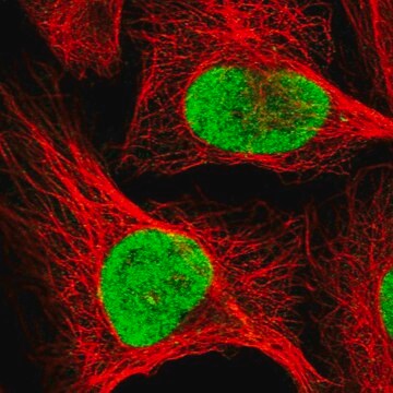 Anti-RFC1 antibody produced in rabbit Prestige Antibodies&#174; Powered by Atlas Antibodies, affinity isolated antibody