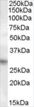 Anti-PRRX1 antibody produced in goat affinity isolated antibody, buffered aqueous solution