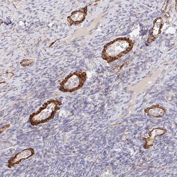 Anti-FRMD3 antibody produced in rabbit Prestige Antibodies&#174; Powered by Atlas Antibodies, affinity isolated antibody, buffered aqueous glycerol solution