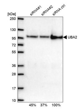 Anti-UBA2 antibody produced in rabbit Prestige Antibodies&#174; Powered by Atlas Antibodies, affinity isolated antibody, buffered aqueous glycerol solution