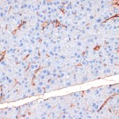 Anti-Phospho-eNOS-S1177 antibody produced in rabbit
