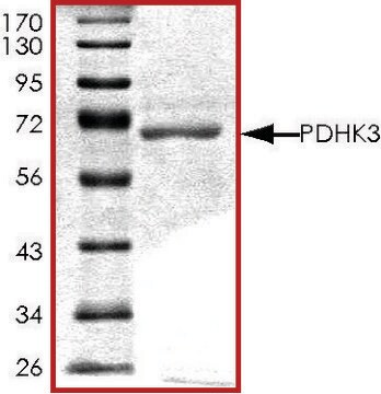 PDHK3, active, GST tagged human PRECISIO&#174; Kinase, recombinant, expressed in baculovirus infected Sf9 cells, &#8805;70% (SDS-PAGE), buffered aqueous glycerol solution