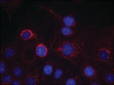 Anti-ERBB2 (Ab-1221/1222) antibody produced in rabbit affinity isolated antibody