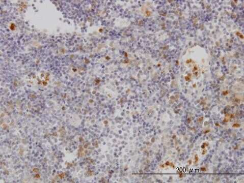 ANTI-FGR antibody produced in mouse clone 3F2, purified immunoglobulin, buffered aqueous solution