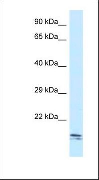 Anti-SEC11C antibody produced in rabbit affinity isolated antibody