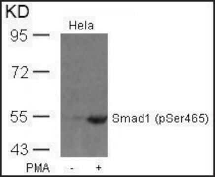 Anti-phospho-SMAD1 (pSer465) antibody produced in rabbit affinity isolated antibody