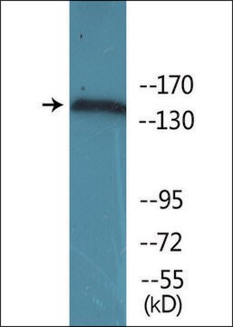 Anti-phospho-VEGFR2 (pTyr951) antibody produced in rabbit affinity isolated antibody