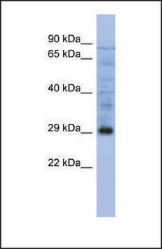 Anti-PSMA5 antibody produced in rabbit affinity isolated antibody
