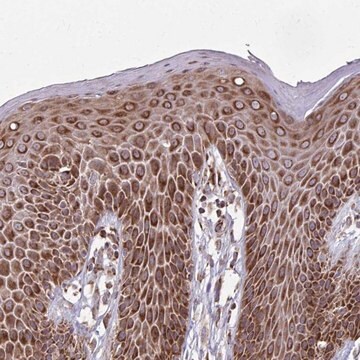 Anti-ZNF219 antibody produced in rabbit Prestige Antibodies&#174; Powered by Atlas Antibodies, affinity isolated antibody, buffered aqueous glycerol solution